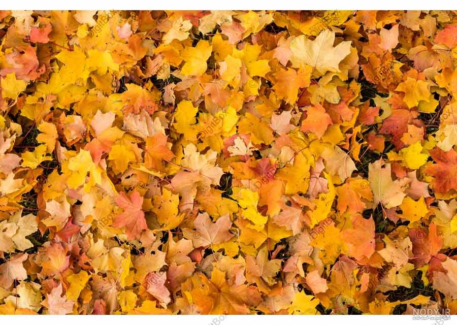 عکس پس زمینه پاییزی برای کامپیوتر