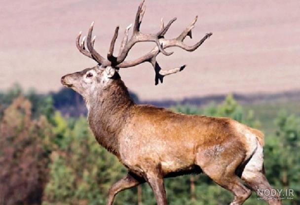 🦌 آهو و گوزن: مهم ترین تفاوت ها در مقایسه