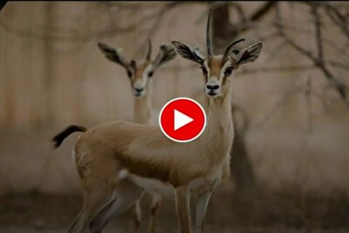 آهو و بی رحمی شکارچی +عکس آهو و بی رحمی شکارچی +عکس
