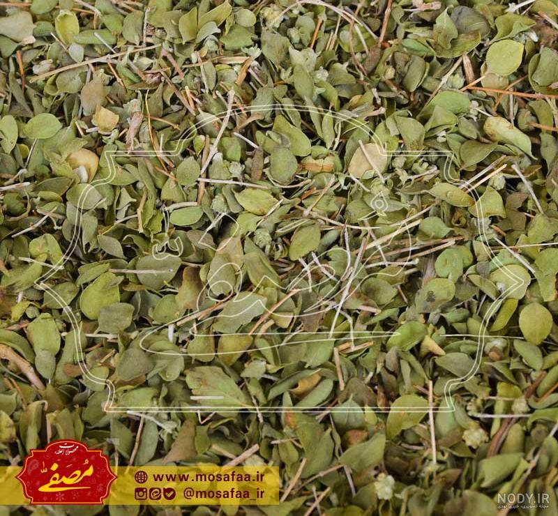 خرید و قیمت آویشن شیرازی پهن برگ کیلویی 700 هزار تومان و مرغوب 35گرمی ... خرید و قیمت آویشن شیرازی پهن برگ کیلویی 700 هزار تومان و مرغوب 35گرمی ...