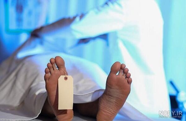 دانلود عکس چهره آهو فوکوس شده با کیفیت بسیار عالی برای بکگراند