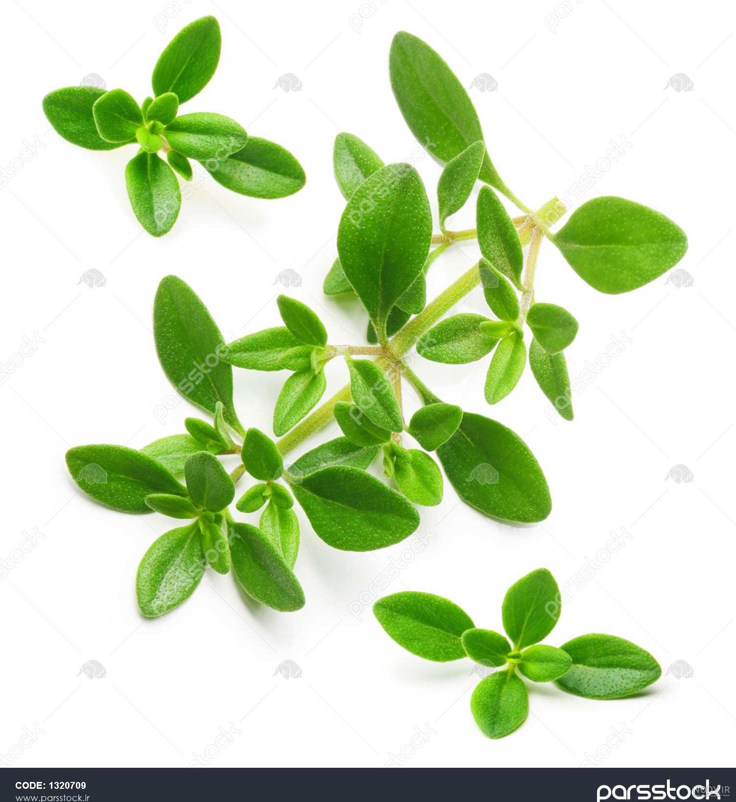 عکس از گیاه اویشن