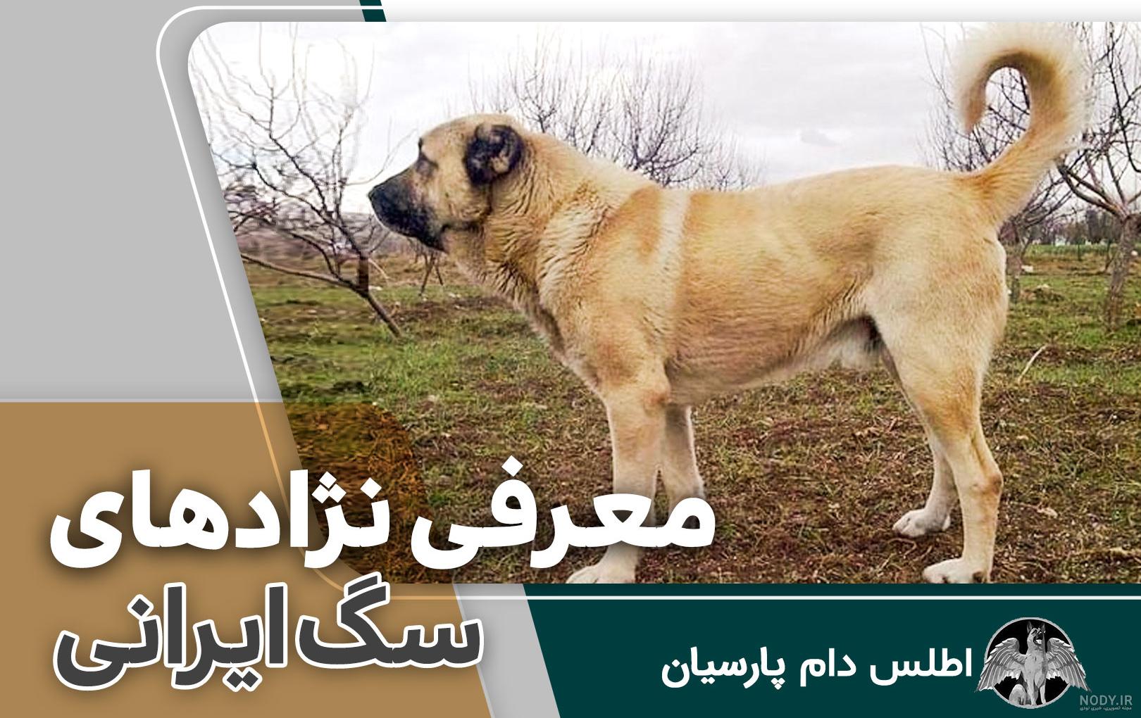 عکس سگ های افغان عکس سگ های افغان