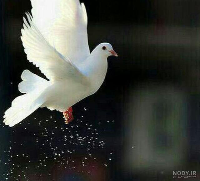 عکس نوشته آزادی زندانی عکس نوشته آزادی زندانی