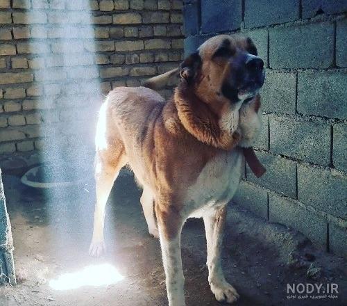 معرفی نژاد سگ افغان معرفی نژاد سگ افغان