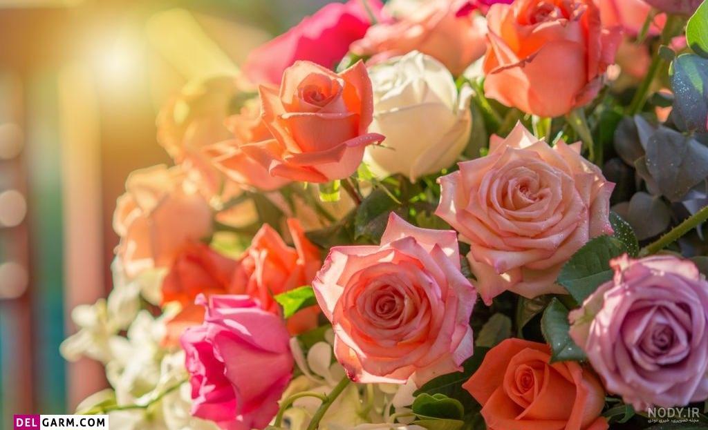 50 عکس گل و پروفایل گل زیبا برای واتساپ و تلگرام - Tjoor