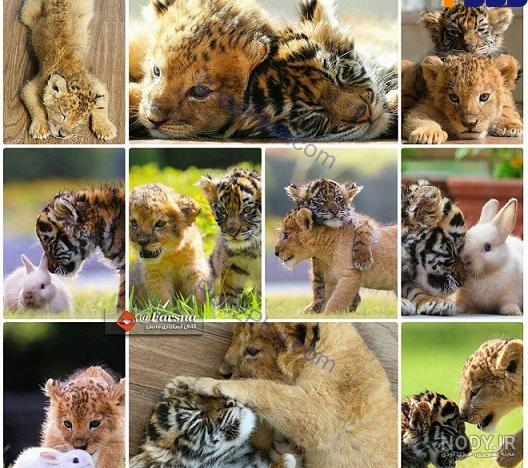 آخرین خبر | عکس/ نگهداری سگ از توله شیرهای سفید و توله ببر