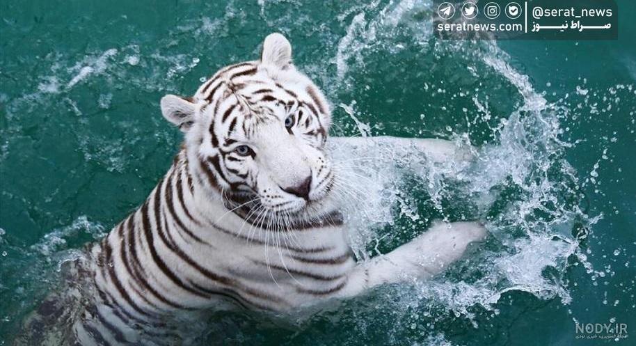 ببر بنگال 1428123
