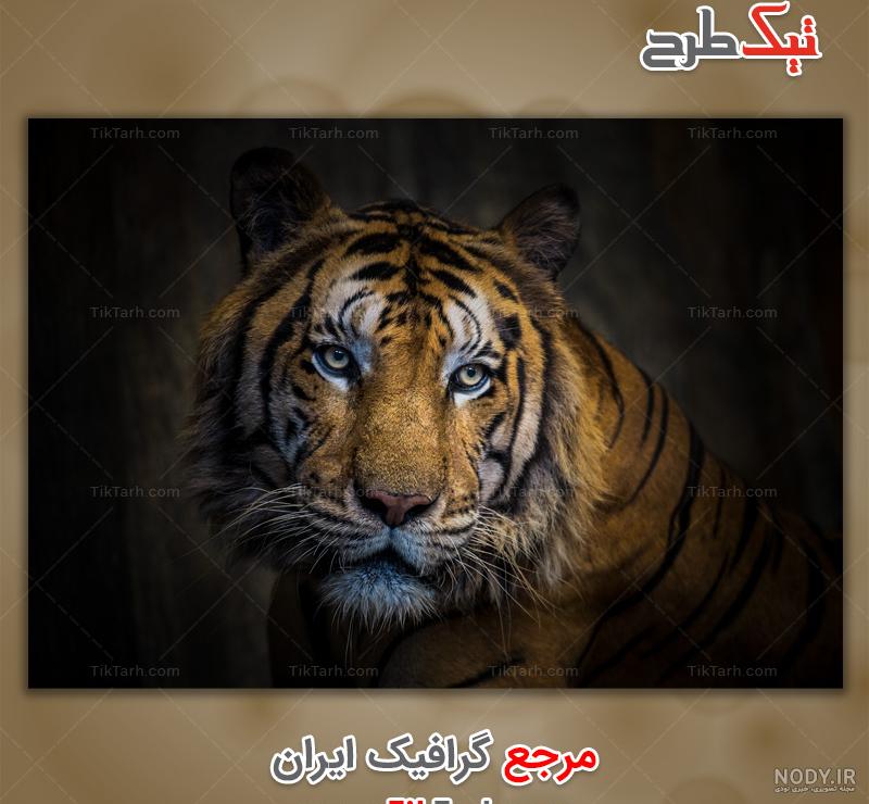 ببر سیاه بنگال - عکس ویسگون ببر سیاه بنگال - عکس ویسگون