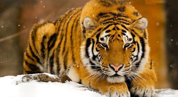 جدال ببر سیبری و باقرقره! +عکس