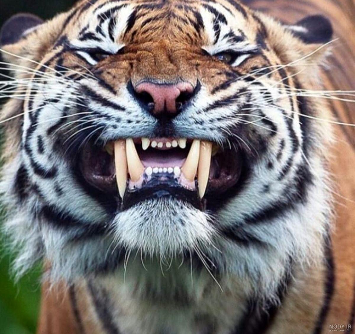 خرید ببر دندان خنجری Smilodon 387048 | خرید اسباب بازی موجو | فروشگاه آنلاین فنقلی توی خرید ببر دندان خنجری Smilodon 387048 | خرید اسباب بازی موجو | فروشگاه آنلاین فنقلی توی