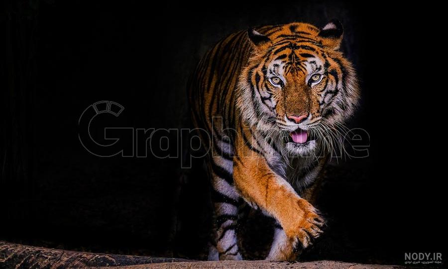 دانلود عکس ببر بنگال | دانلود عکس png