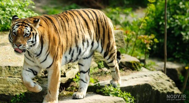عکس ببر بنگال برای تصویر زمینه