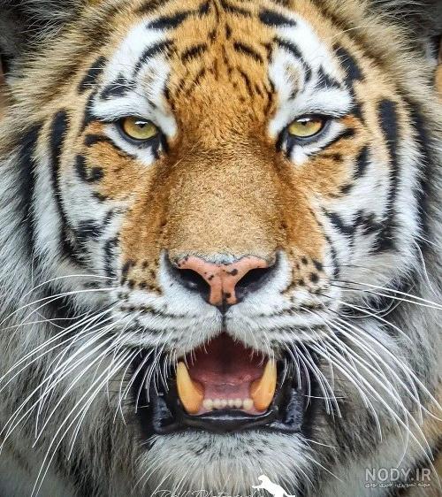عکس ببر خشمگین - عکس نودی عکس ببر خشمگین - عکس نودی