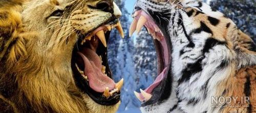عکس ببر و شیر و پلنگ