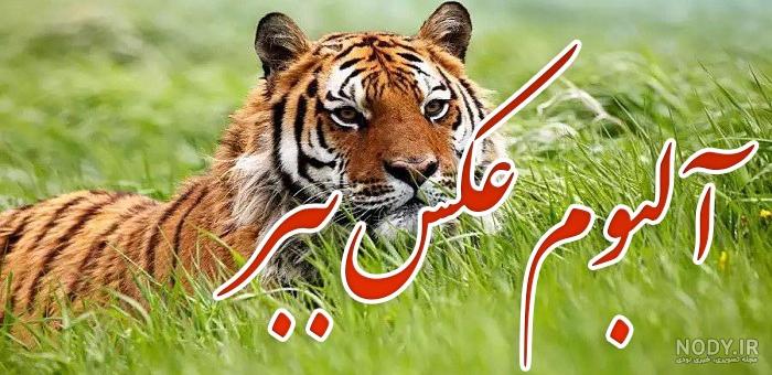 عکس ببر مشکی با کیفیت بالا - عکس نودی عکس ببر مشکی با کیفیت بالا - عکس نودی
