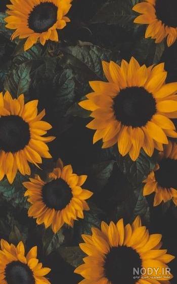 عکس ساده خاکستری - عکس نودی عکس ساده خاکستری - عکس نودی