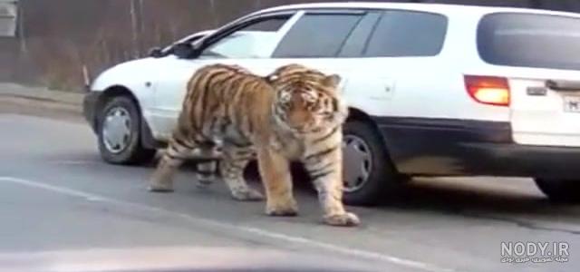 عکس واقعی ببر مازندران عکس واقعی ببر مازندران