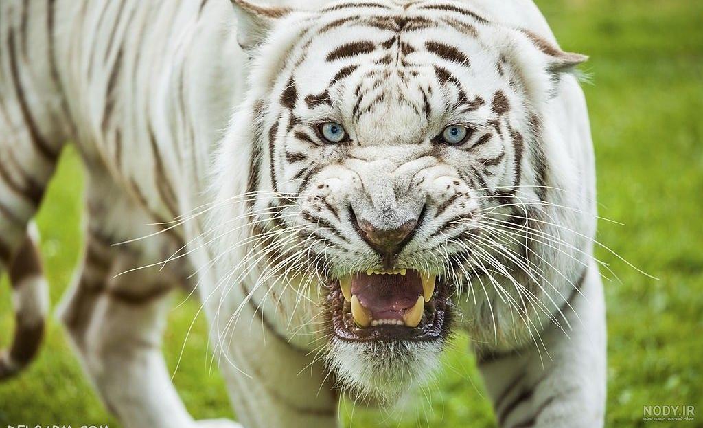 عکس پروفایل ببر خشمگین عکس پروفایل ببر خشمگین