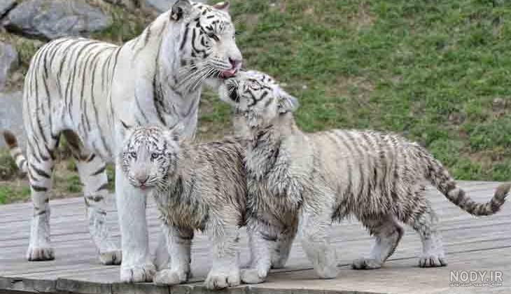عکس چنگال های ببر