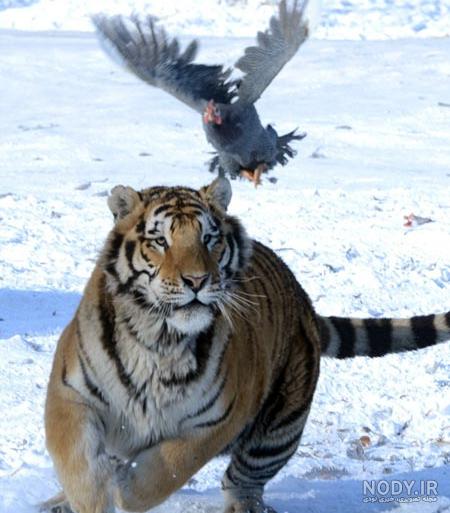 مقایسه ای بین انسان و ببر سیبری - عکس ویسگون