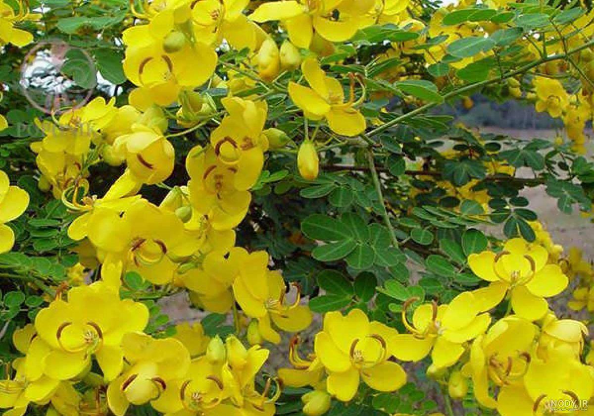 خواص برگ سنا چیست؟ 8 خاصیت عالی از لاغری تا زیبایی پوست