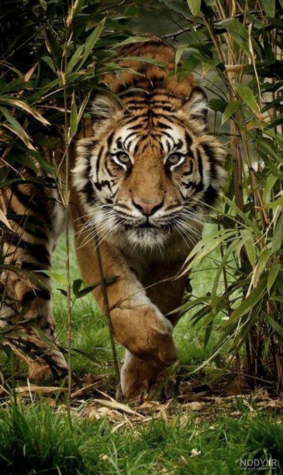 دانلود برنامه Tiger Wallpaper HD & 4K برای اندروید | مایکت