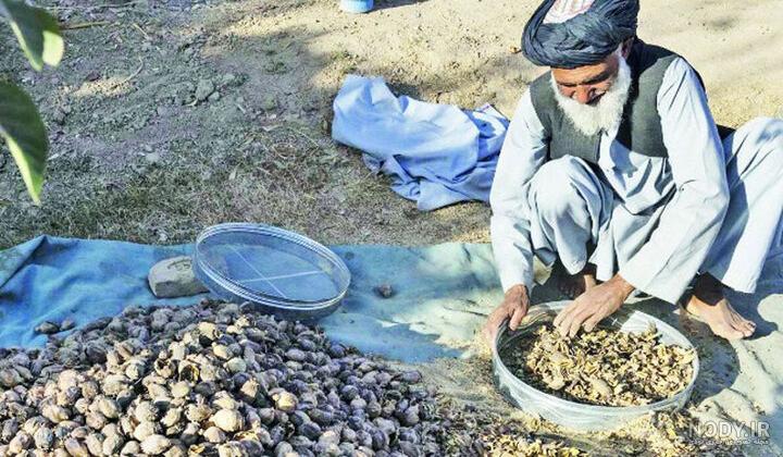 صابون تریاک کلاژن طلا اصلی نگین | فروش عمده صابون تریاک کلاژن طلا اصلی نگین | فروش عمده