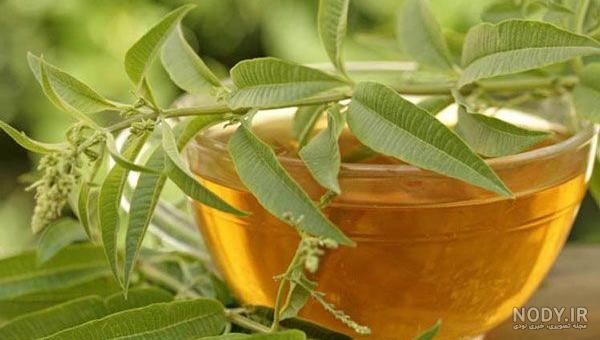 عکس درخت ثنا