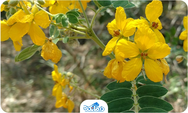 عکس درخت سنا مکی - عکس نودی عکس درخت سنا مکی - عکس نودی