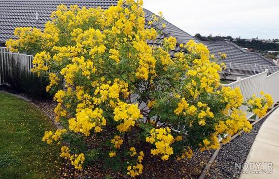 معرفی و راهنمای پرورش گیاهان دارویی - سنا