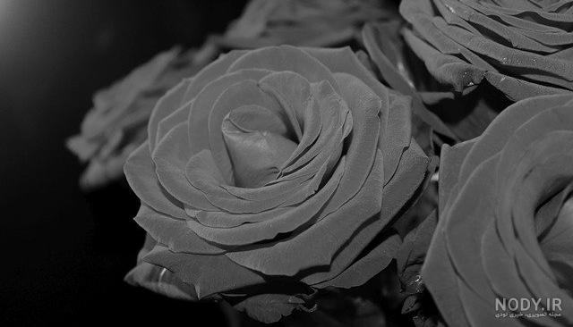 Black White rose Close-up - دانلود عکس - پارس ایمیجز - download image -  Pars Images