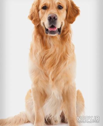 دانلود برنامه Dog Sounds Ringtones برای اندروید | مایکت
