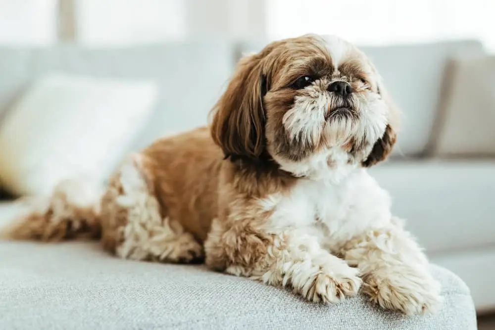 نژاد سگ شیتزو عروسکی (سوپر فلت) Shih Tzu – سایت پامرانین