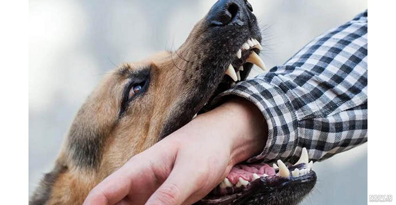 چگونه جلوی واق واق سگ را بگیریم؟ بررسی 5 روش ساده و تضمینی - Happypet چگونه جلوی واق واق سگ را بگیریم؟ بررسی 5 روش ساده و تضمینی - Happypet