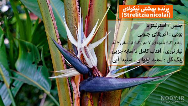 تصاویر دیدنی از دم قشنگ ترین پرندگان جهان + تصاویر | جدول یاب تصاویر دیدنی از دم قشنگ ترین پرندگان جهان + تصاویر | جدول یاب
