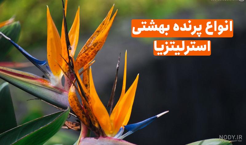 عکس پرنده های بهشتی (آلبوم تصاویر) - تــــــــوپ تـــــــــاپ عکس پرنده های بهشتی (آلبوم تصاویر) - تــــــــوپ تـــــــــاپ