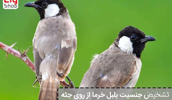 بلبل و جوجه شدن تخم آن