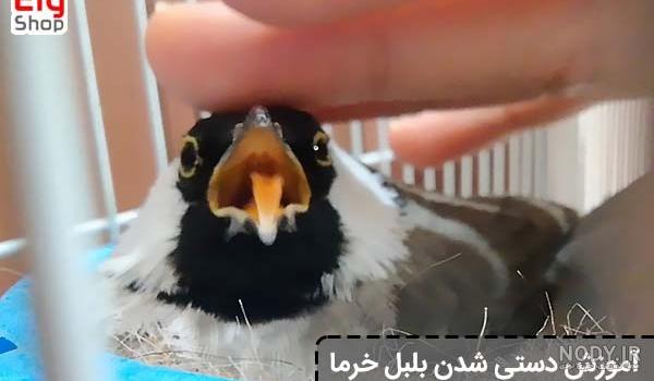 بلبل خرما چگونه پرنده ای است ؟