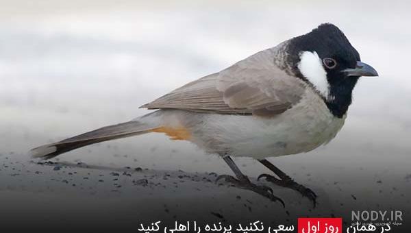عکس جوجه ی بلبل