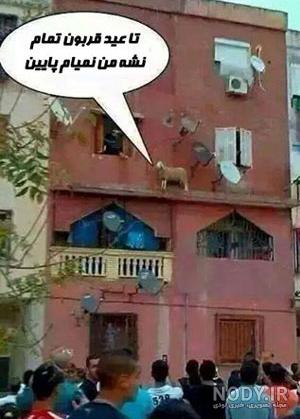 عکس طنز تبریک عید قربان عکس طنز تبریک عید قربان