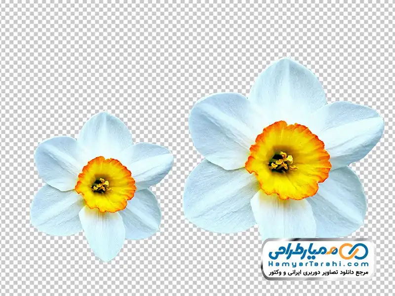 وکتور رایگان گل نرگس نقاشی شده به همراه ساقه به صورت سه تایی و فایل EPS |  رزتم