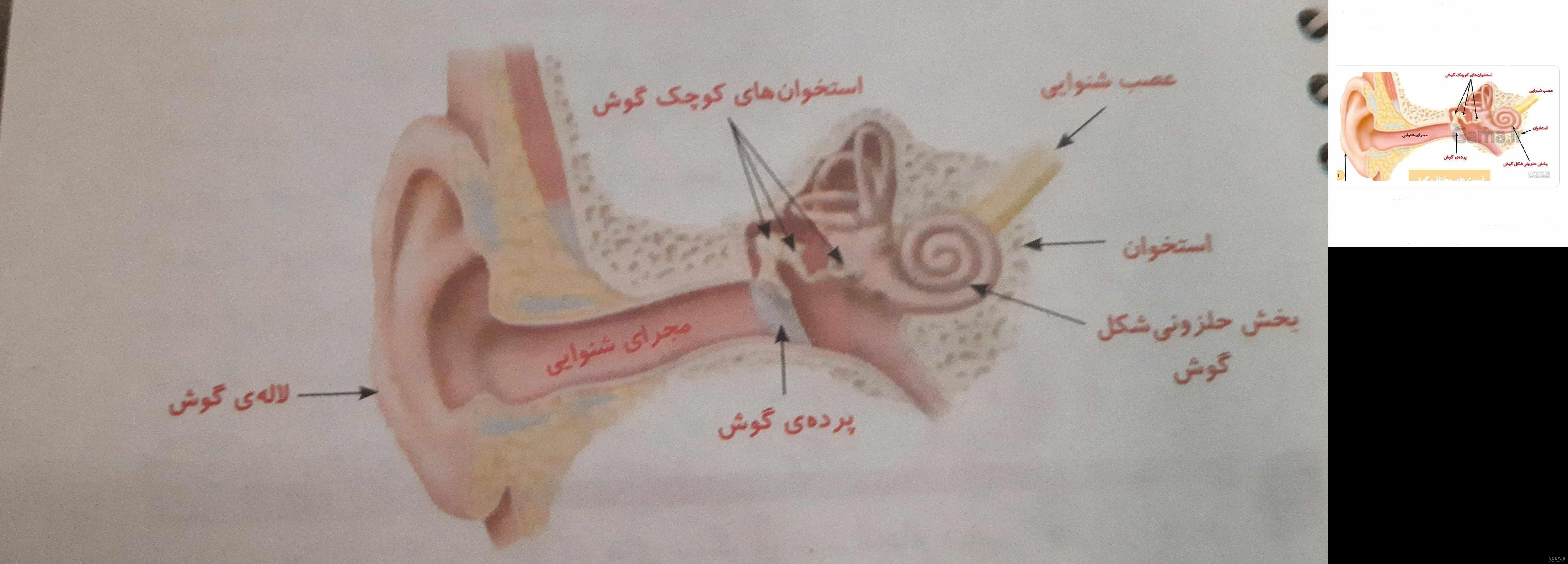 گوش انسان — آناتومی، ساختار، عمکرد و اجزا به زبان ساده – فرادرس - مجله‌
