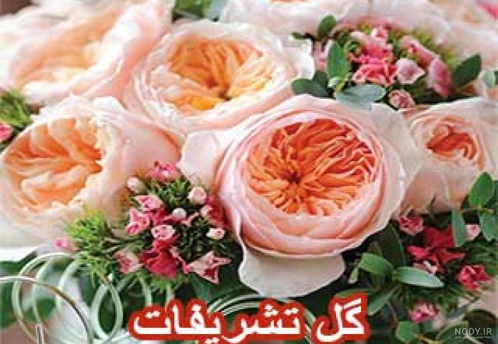 خرید و قیمت گل ملینا | ترب