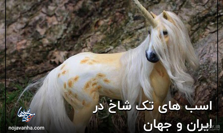 عکس شاخ اسب تک شاخ واقعی