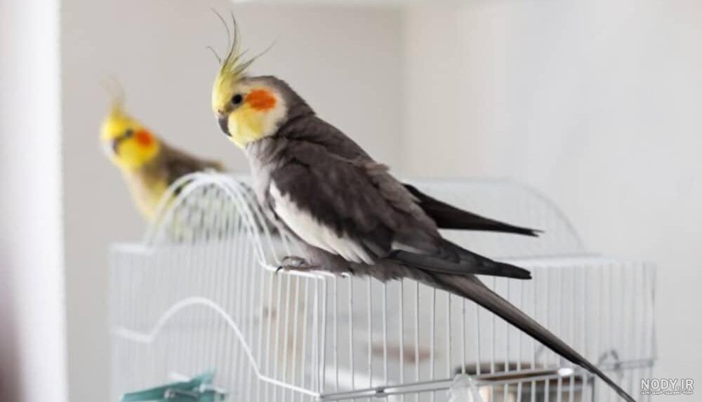 عکس عروس هلندی صدای
