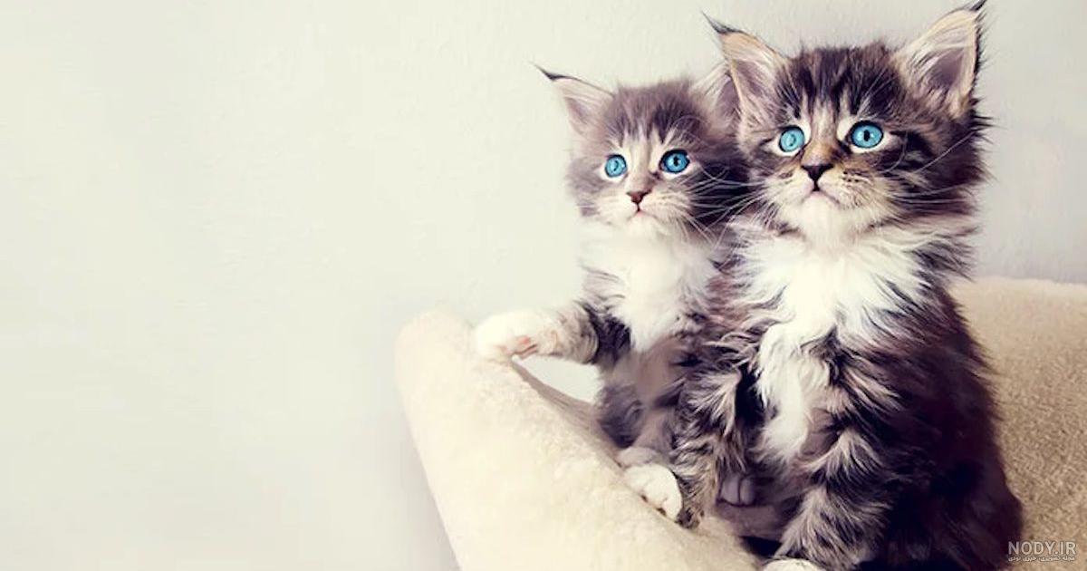 عکس های فانتزی گربه