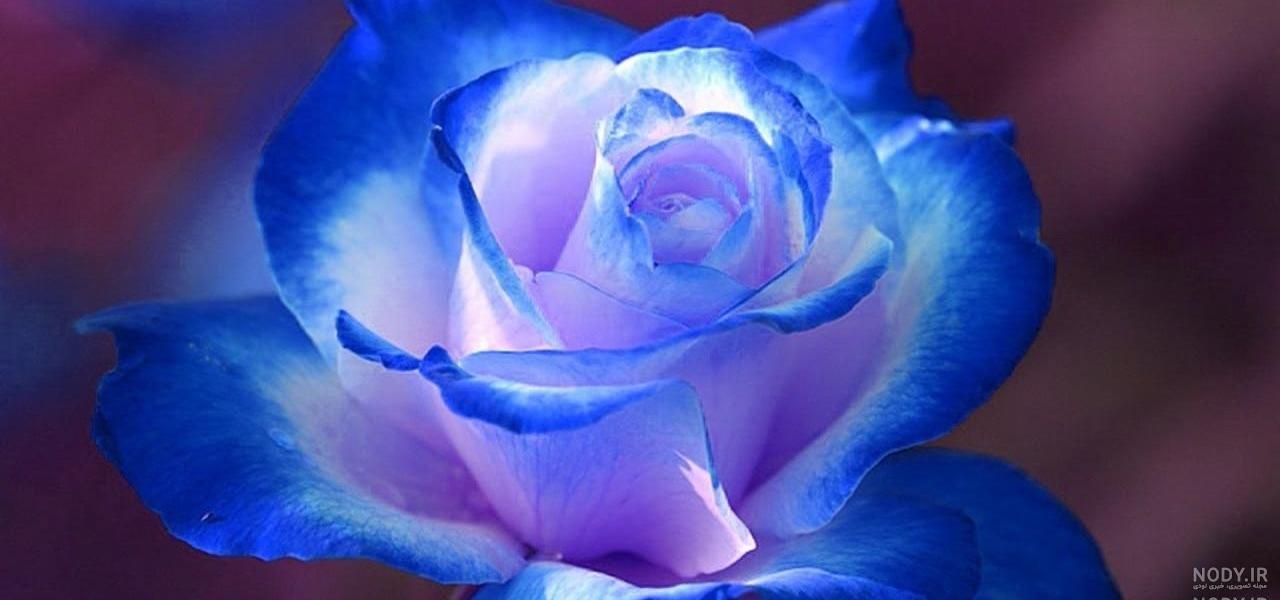 عکس گل نودی