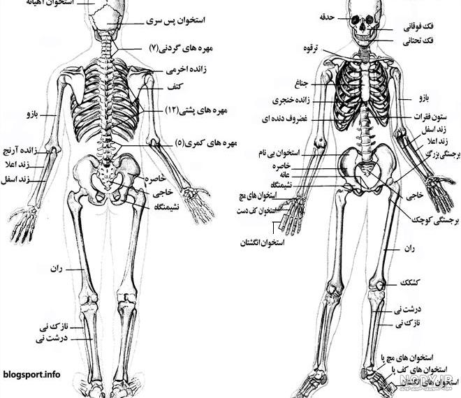 خبرگزاری آریا - عکس اسکلت بدن انسان (زن و مرد) آناتومي خبرگزاری آریا - عکس اسکلت بدن انسان (زن و مرد) آناتومي