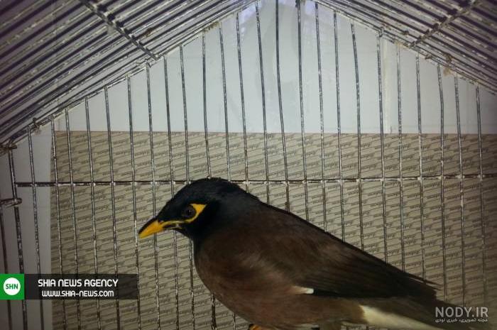 Myna bird song صوت طائر المینا 🔴آواز پرنده مینا - YouTube Myna bird song صوت طائر المینا 🔴آواز پرنده مینا - YouTube